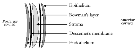 Corneal Layers